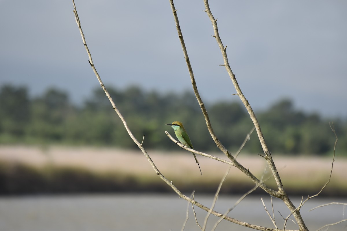 Asian Green Bee-eater - ML643183024