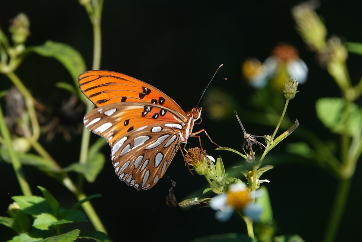 Gulf Fritillary - ML643183034