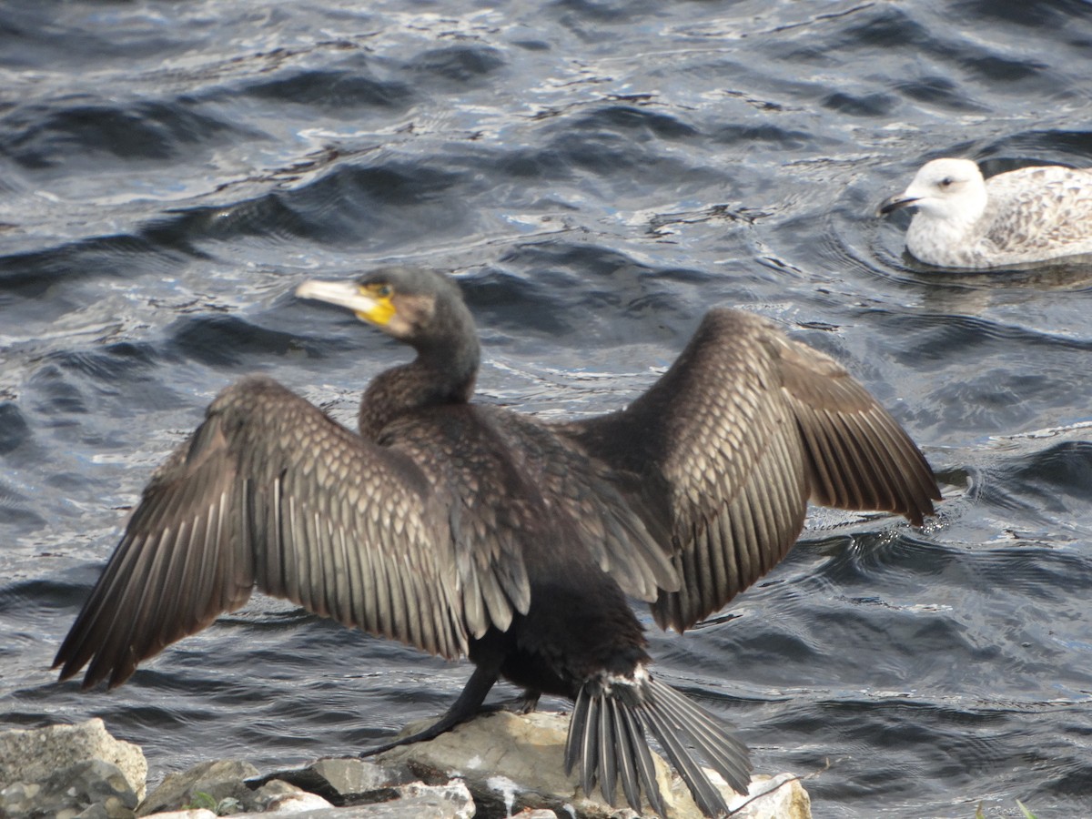 Great Cormorant - ML643183070
