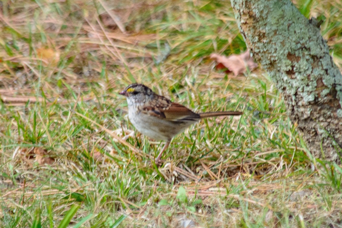 White-throated Sparrow - ML643183108