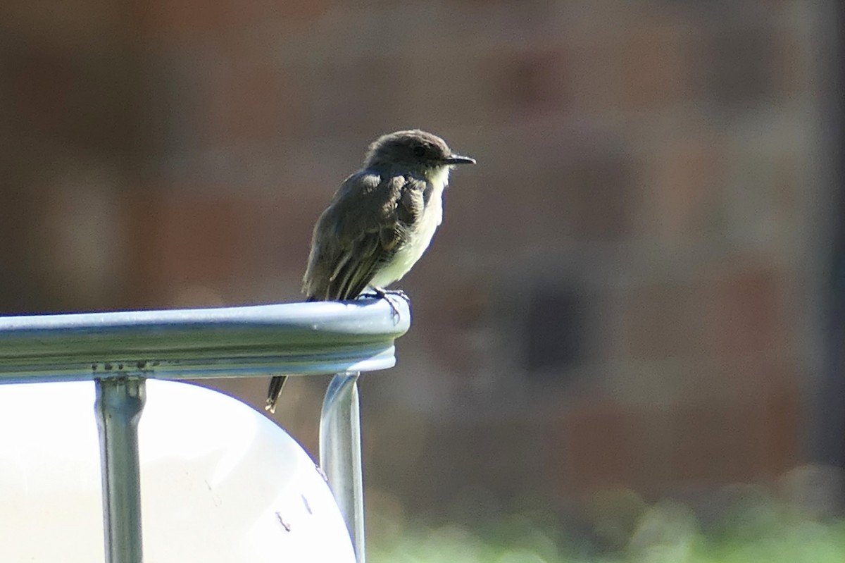 Eastern Phoebe - ML643183121