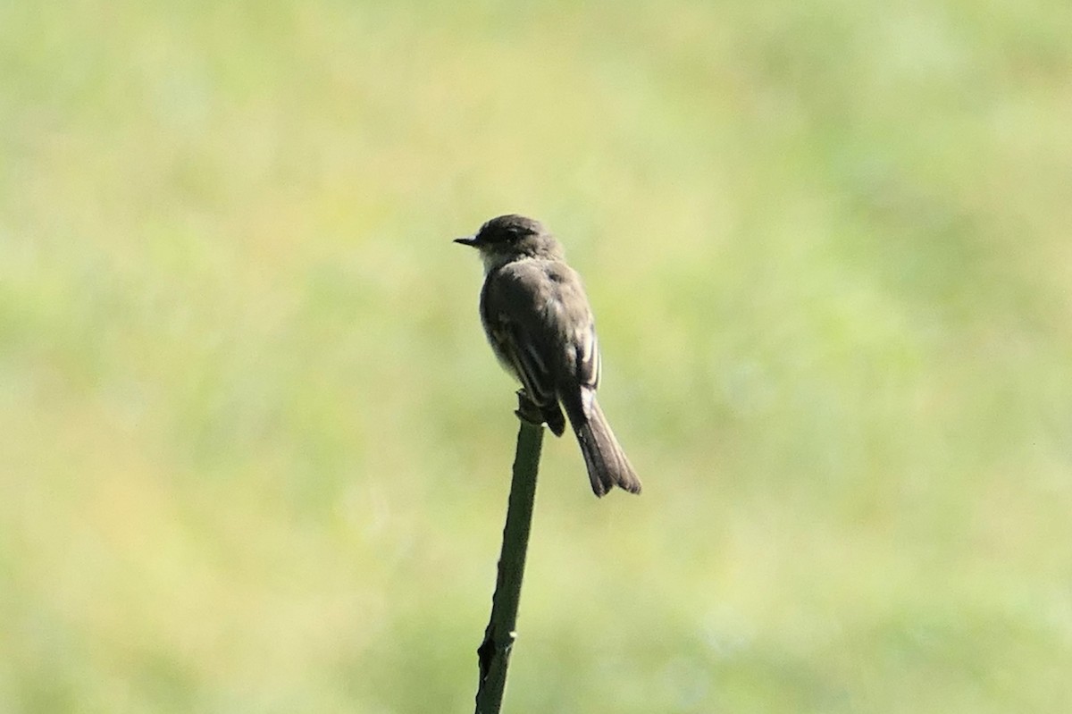 Eastern Phoebe - ML643183122