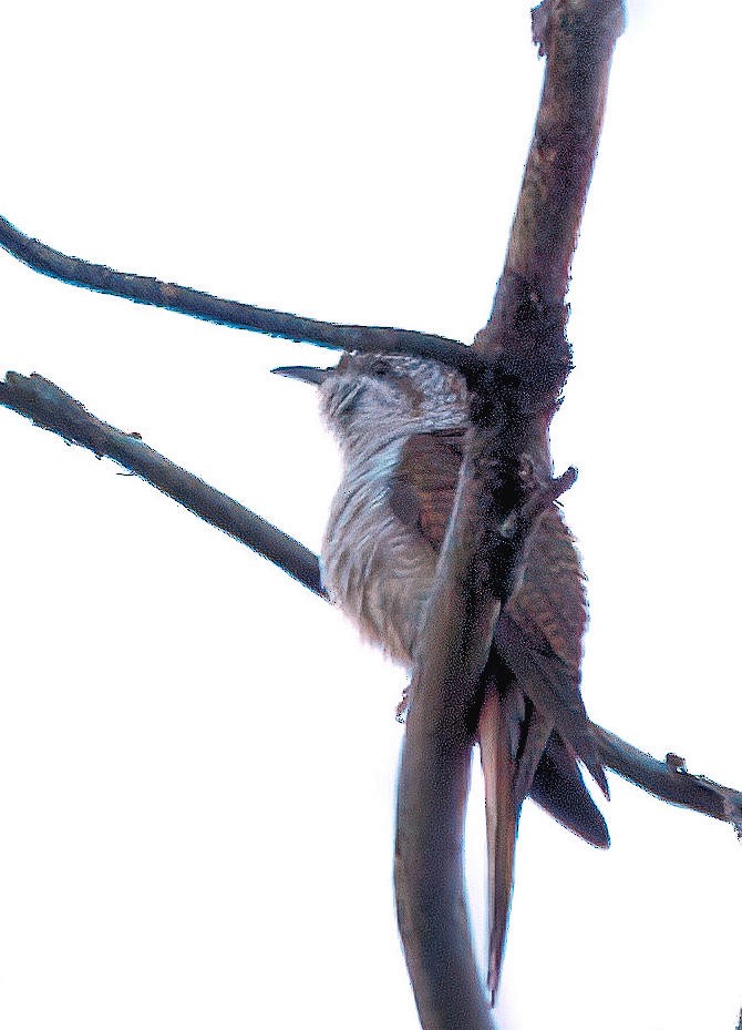 Banded Bay Cuckoo - ML643183156