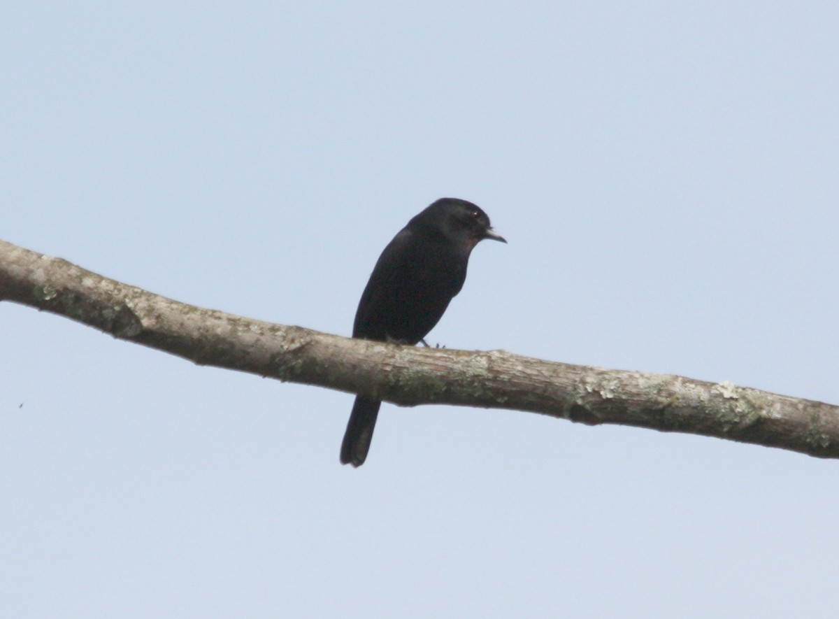 Velvety Black-Tyrant - ML643183158