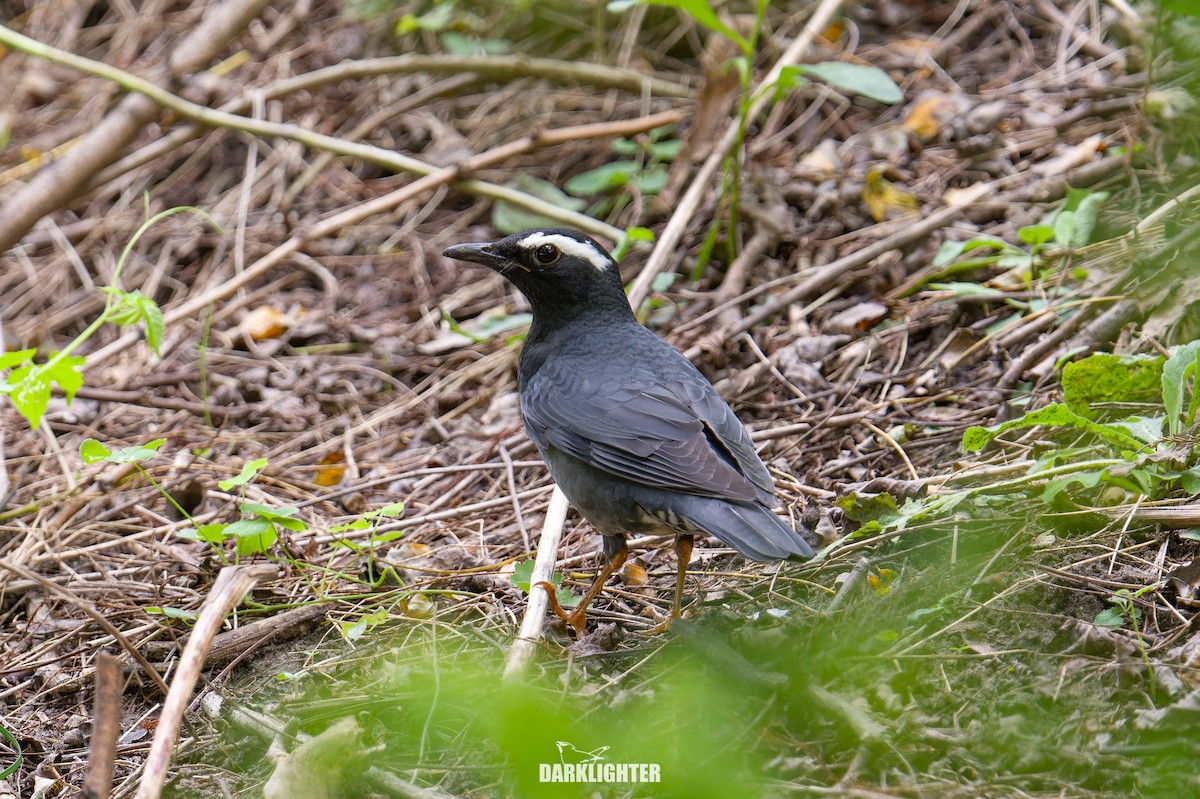Zorzal Siberiano - ML643183174