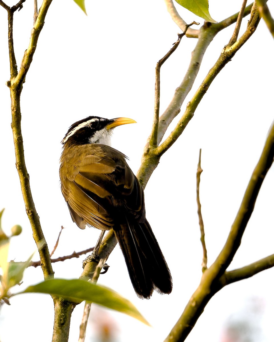 Indian Scimitar-Babbler - ML643183176
