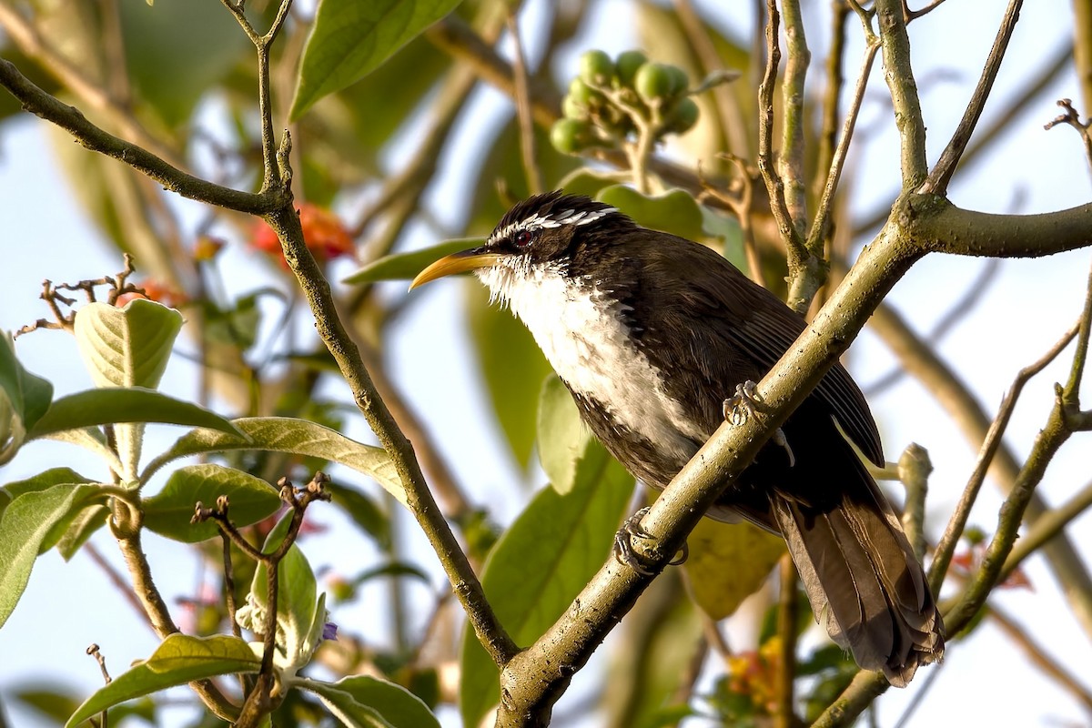Indian Scimitar-Babbler - ML643183177