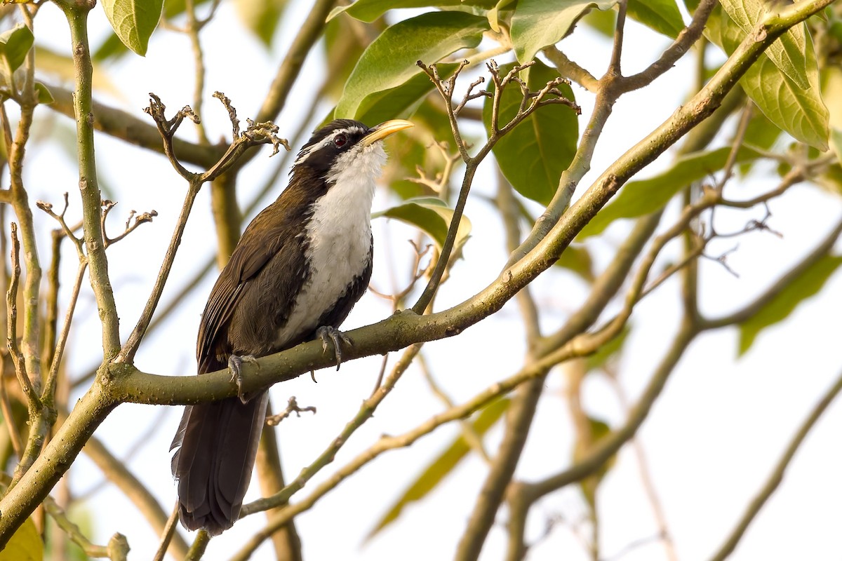 Indian Scimitar-Babbler - ML643183178