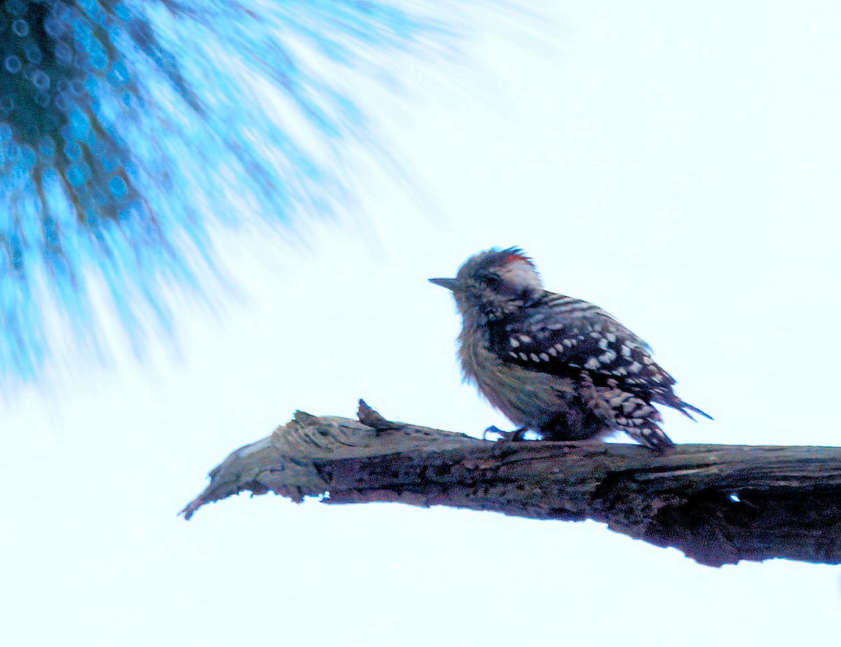 Gray-capped Pygmy Woodpecker - ML643183179