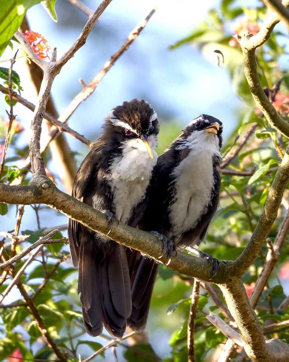 Indian Scimitar-Babbler - ML643183185