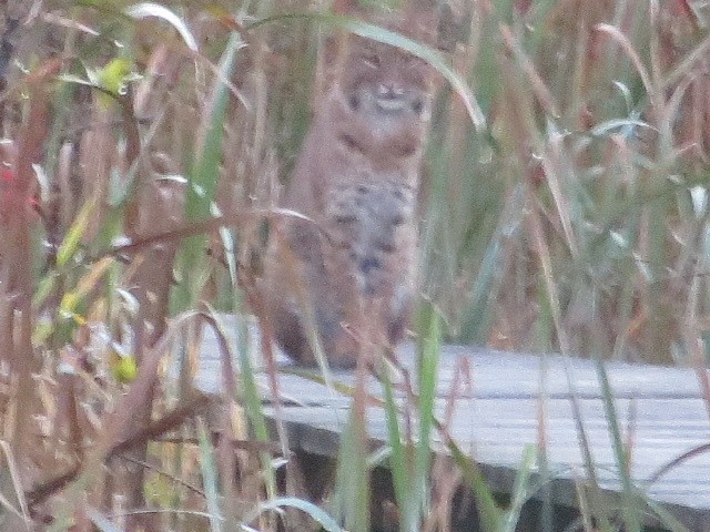 Animals - ML643183194