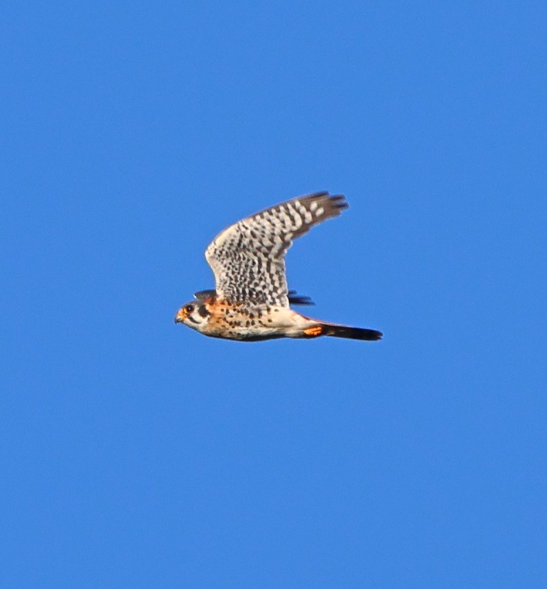 Cernícalo Americano - ML643183200