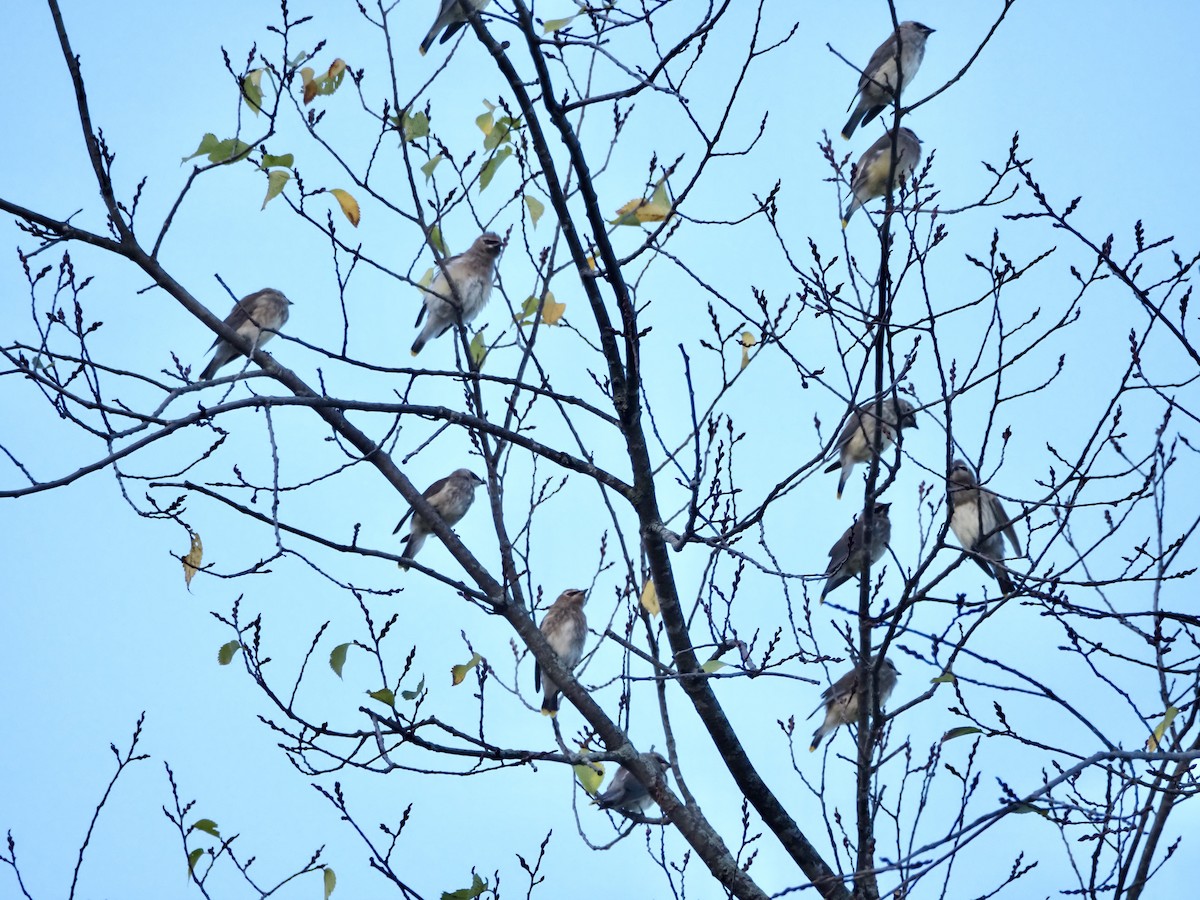 Cedar Waxwing - ML643183246