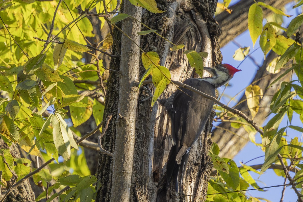 Pileated Woodpecker - ML643183255