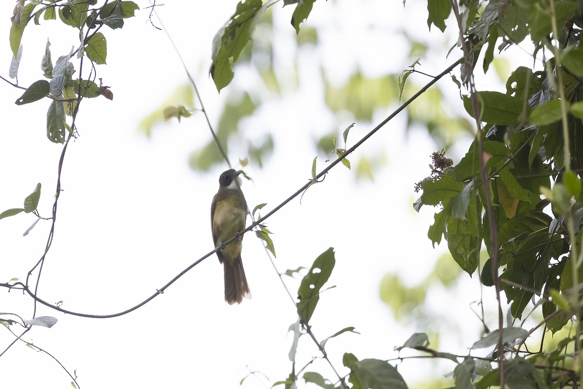 Red-tailed Greenbul - ML643183257