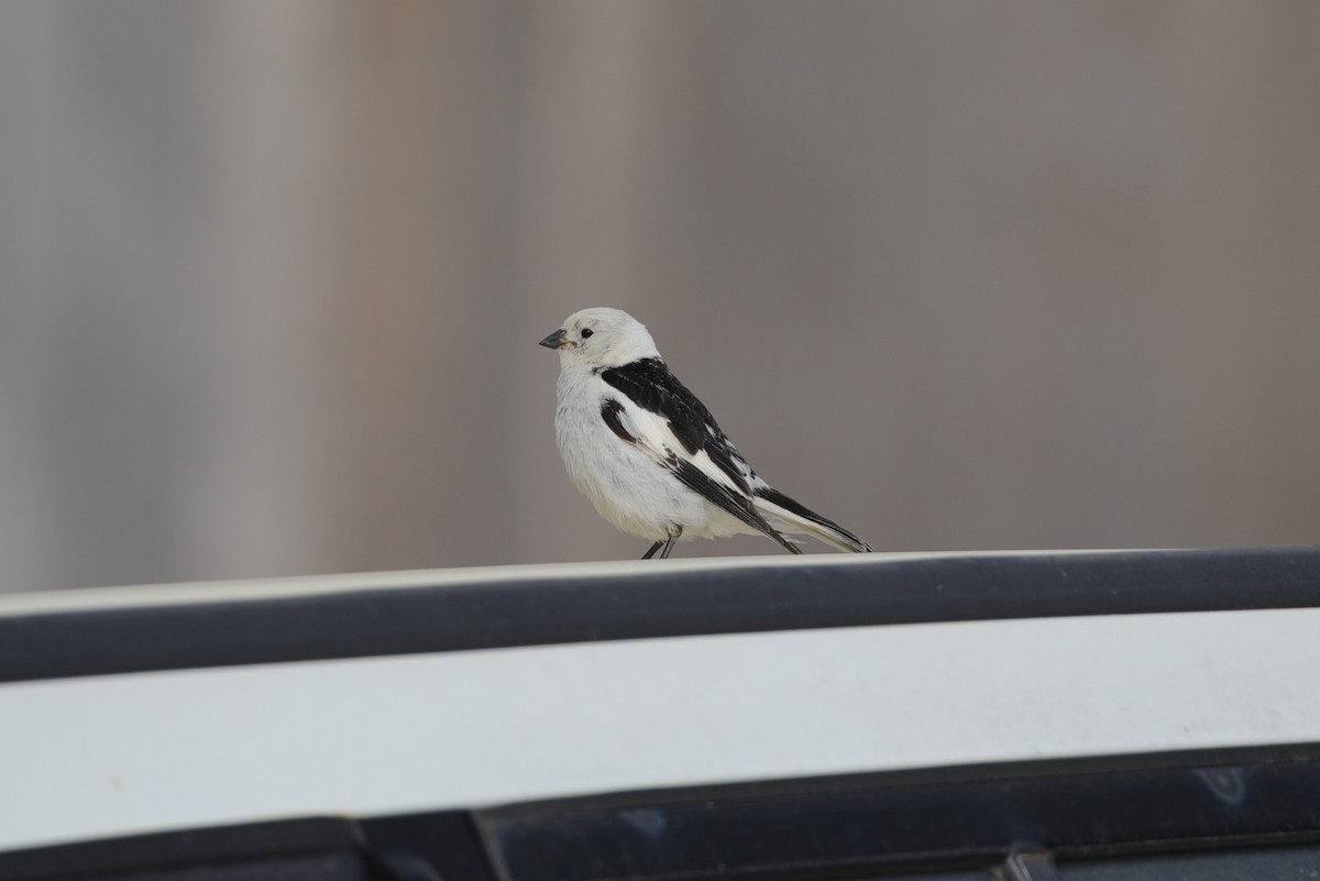 Snow Bunting - ML643183258
