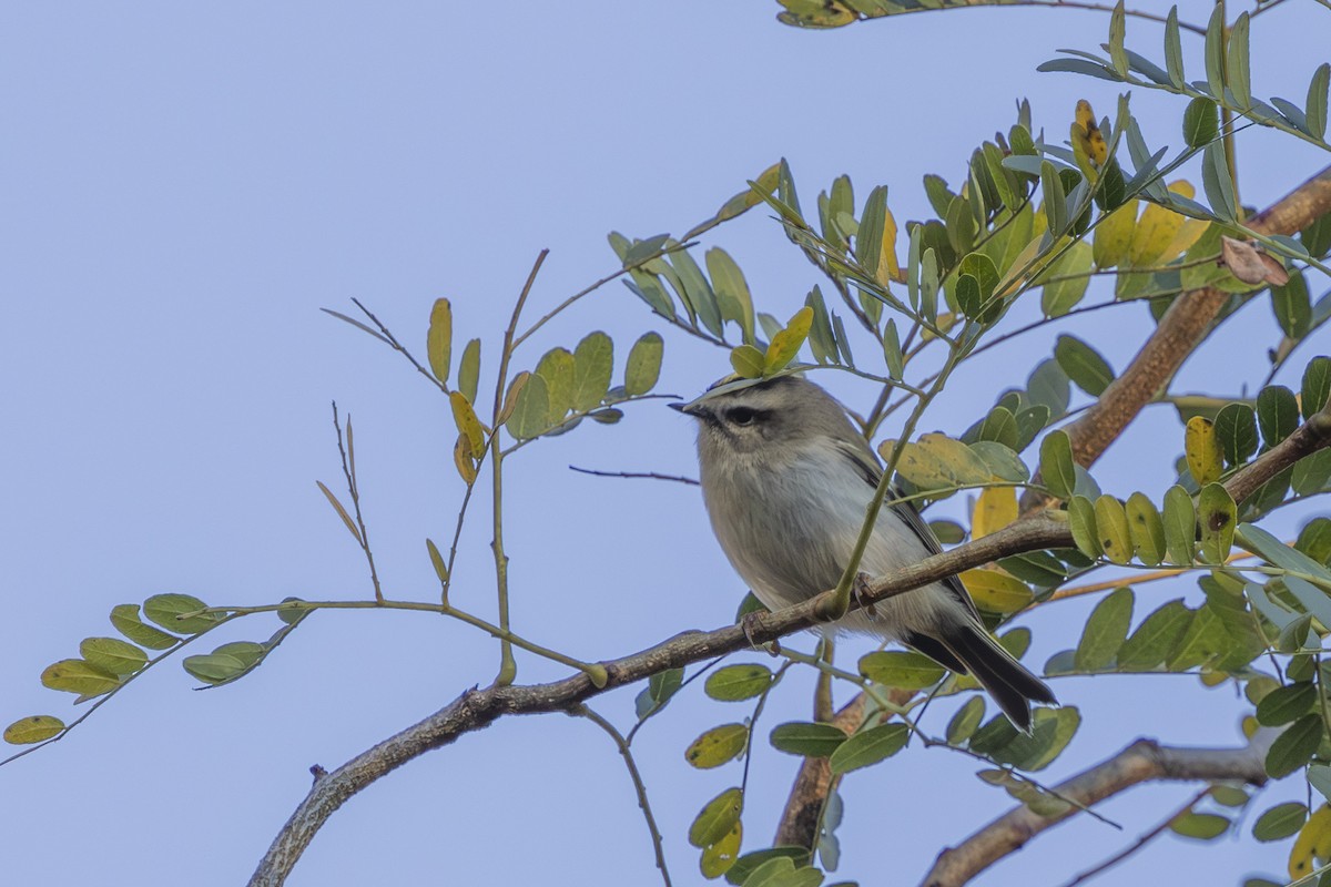 Golden-crowned Kinglet - ML643183259