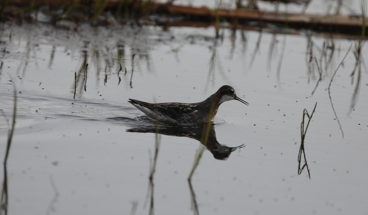 svømmesnipe - ML643183263
