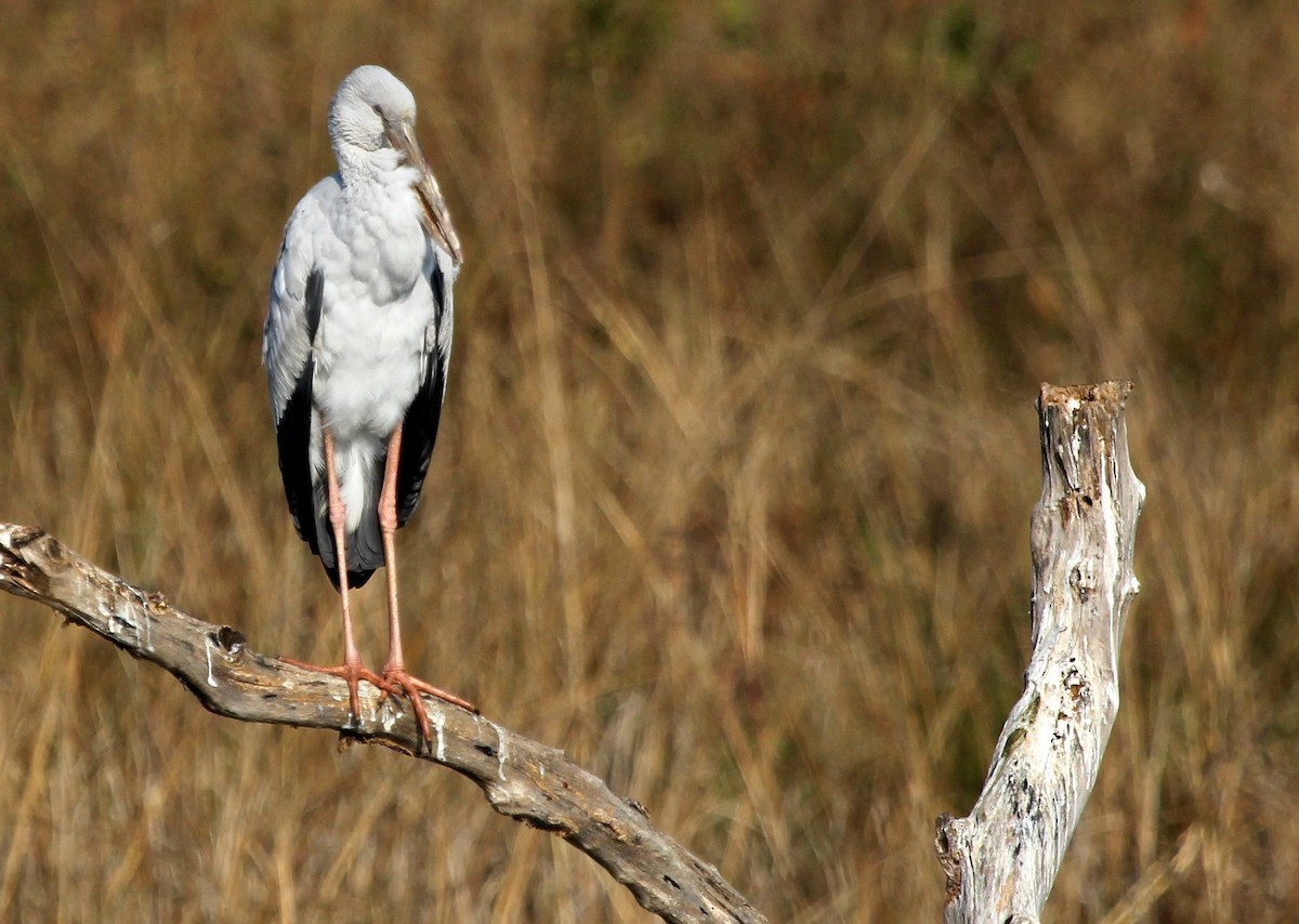 Asian Openbill - ML643183284