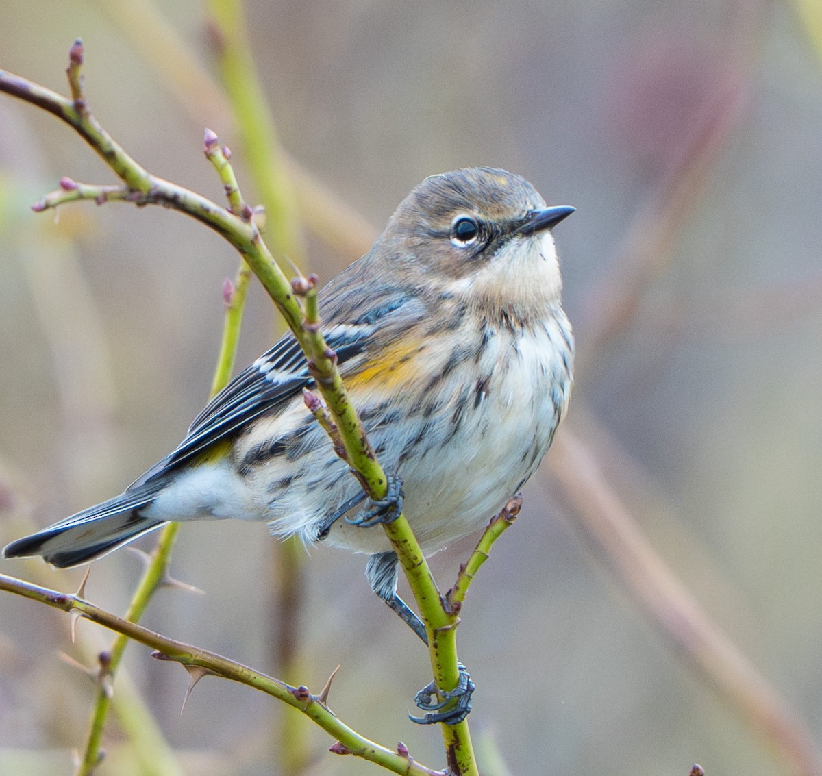 Yellow-rumped Warbler (Myrtle) - ML643183291