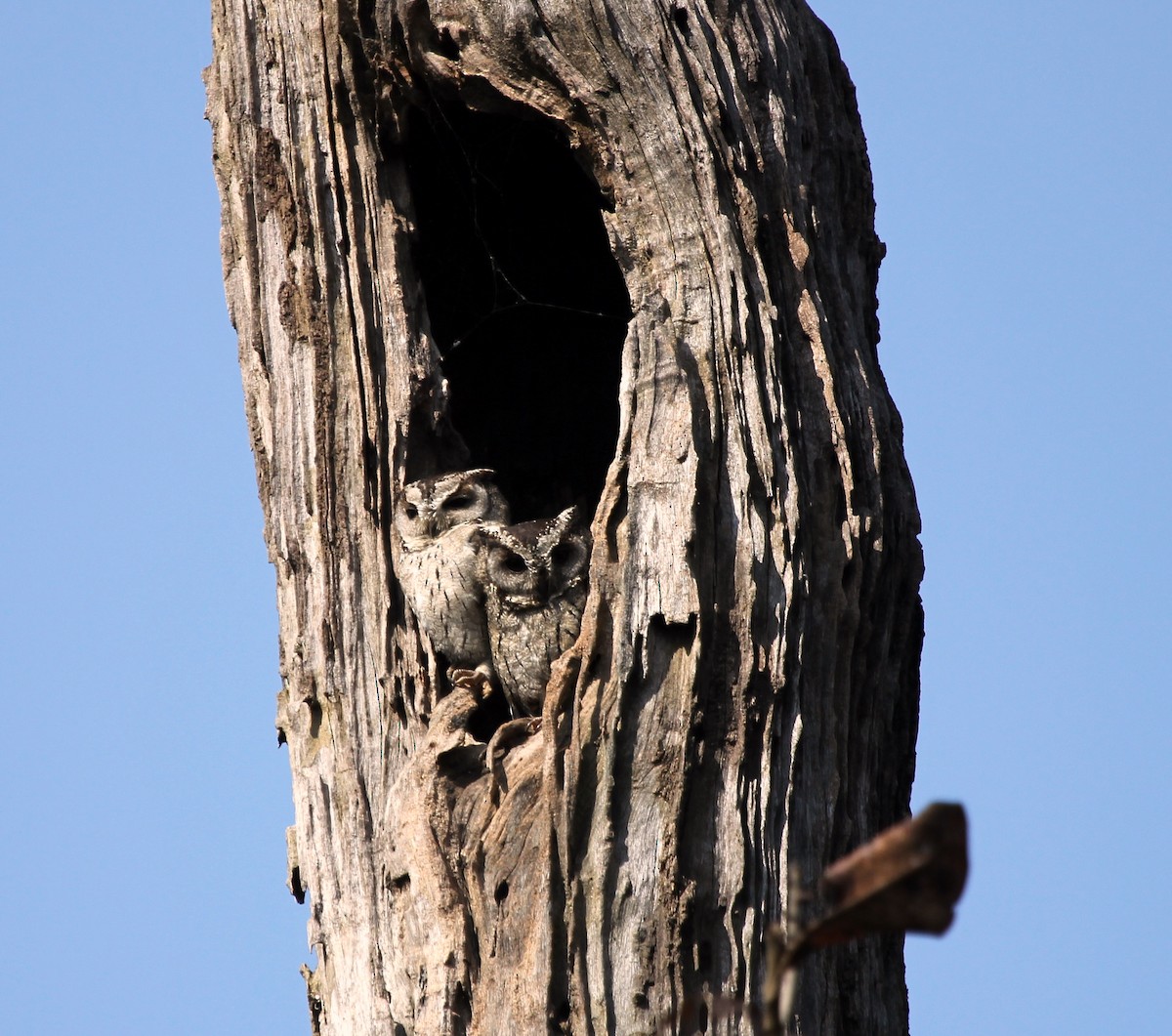 Indian Scops-Owl - ML643183295