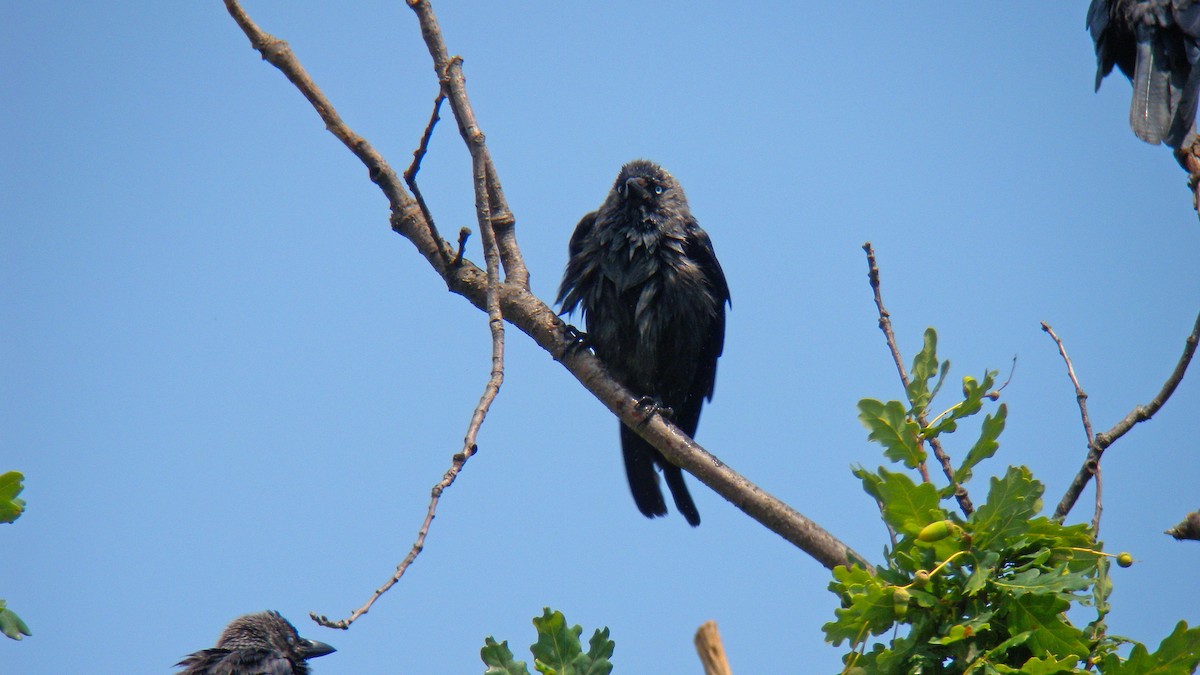 Küçük Karga - ML643183308
