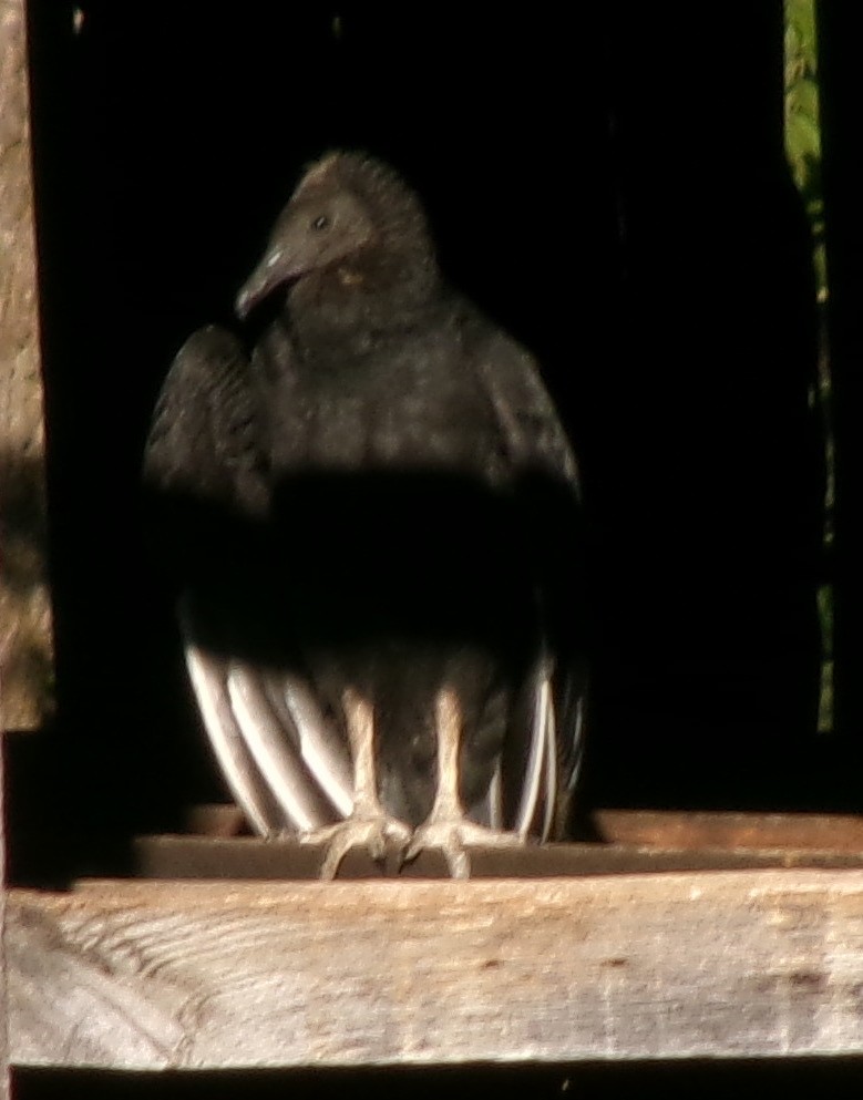 Black Vulture - ML643183310