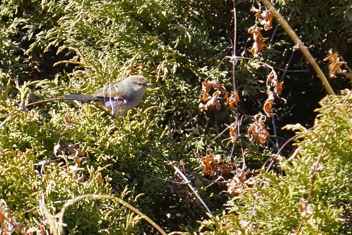 Сікорчик тибетський - ML643183311