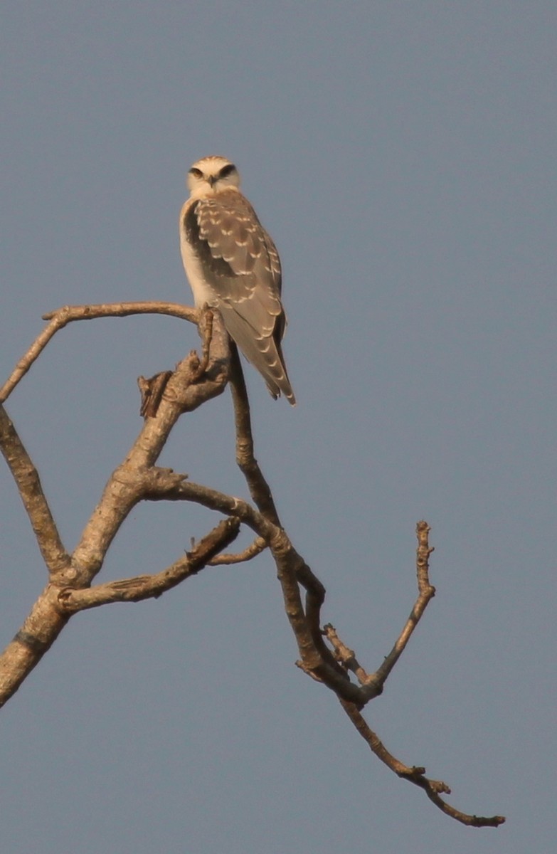 Black-winged Kite - ML643183314