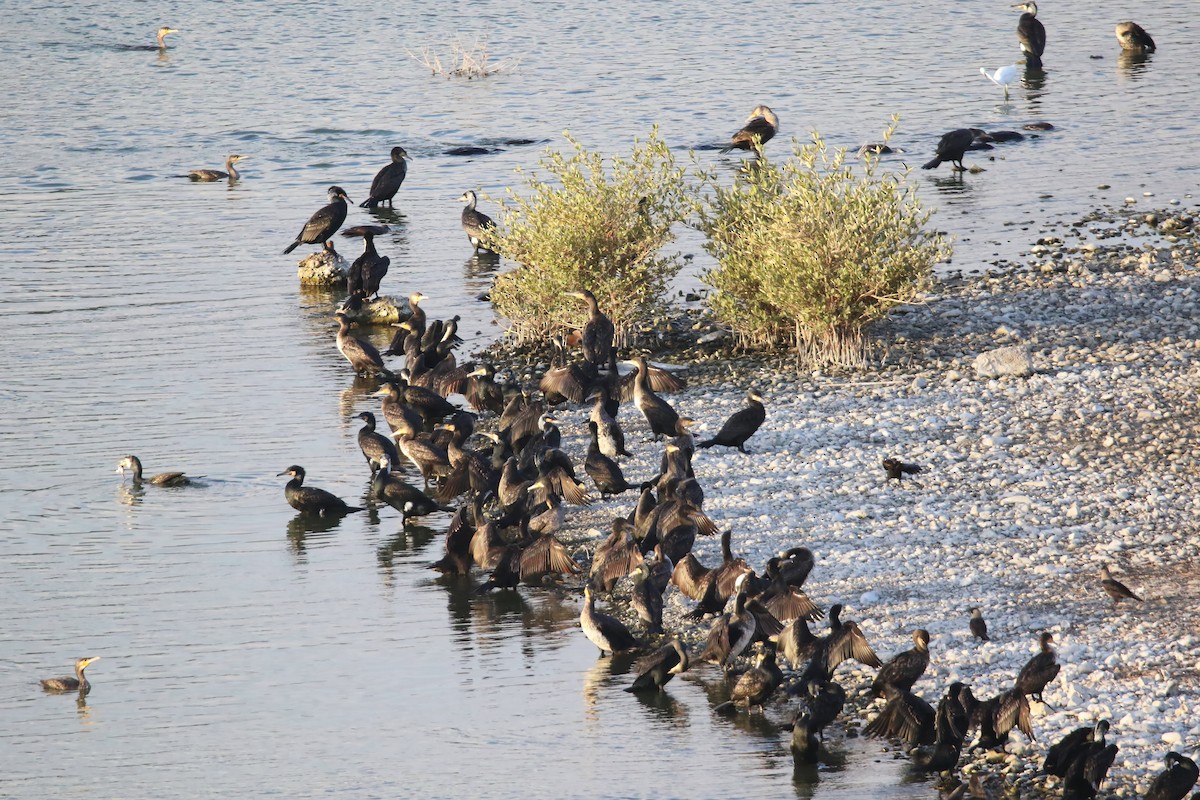 Great Cormorant - ML643183335