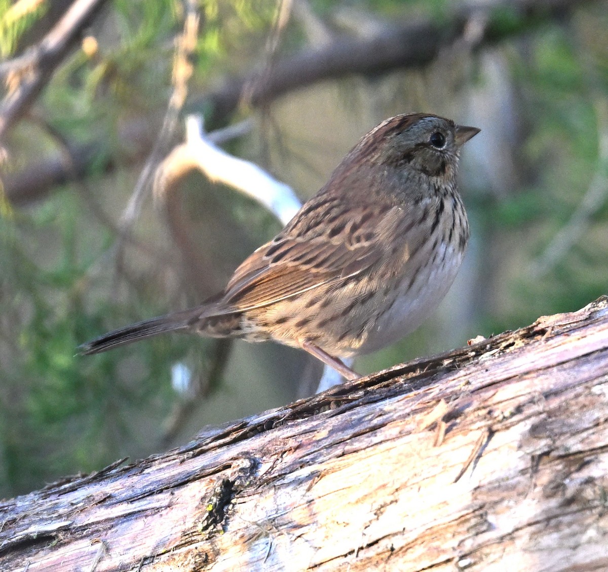 Lincoln's Sparrow - ML643183336