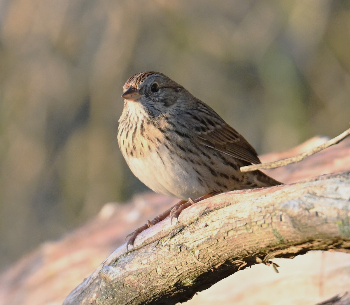 Lincoln's Sparrow - ML643183341