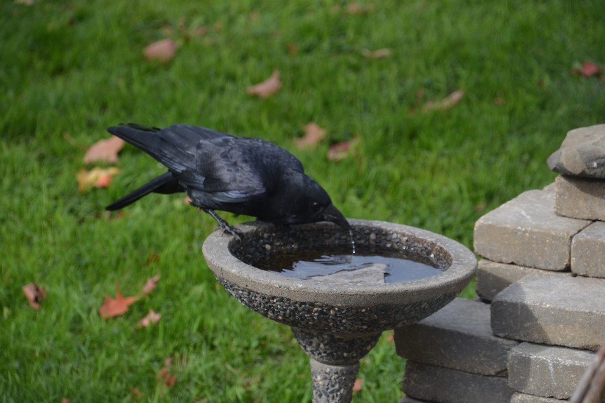 American Crow - ML643183345