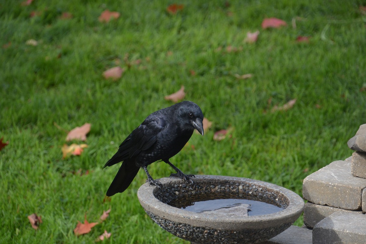American Crow - ML643183346