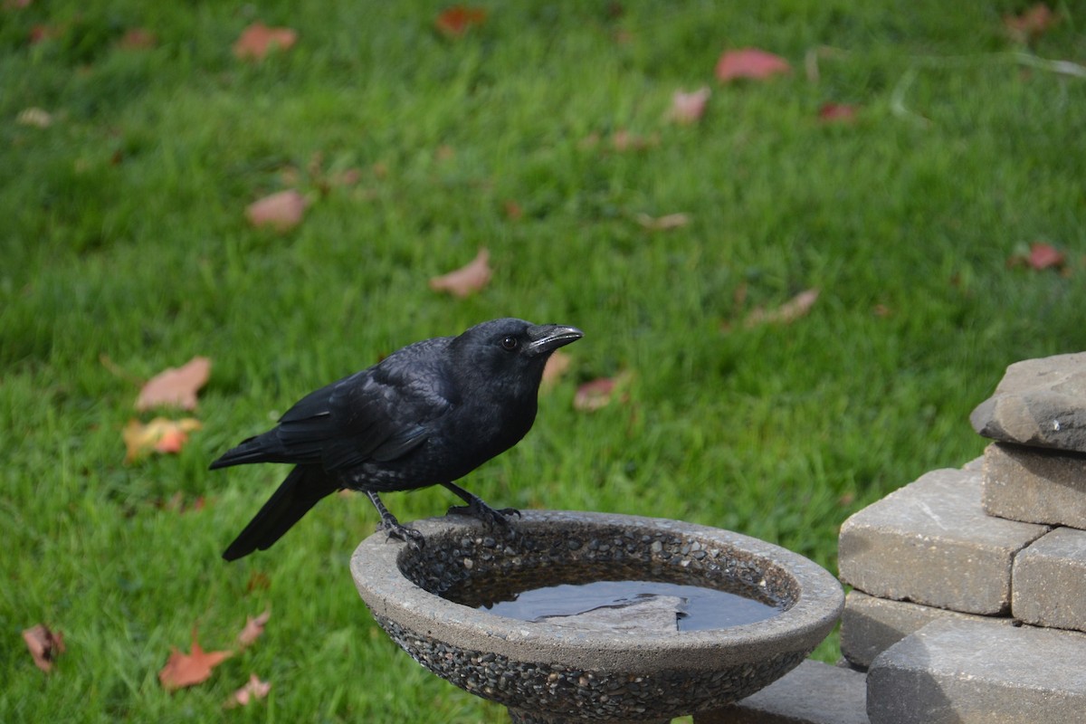 American Crow - ML643183347