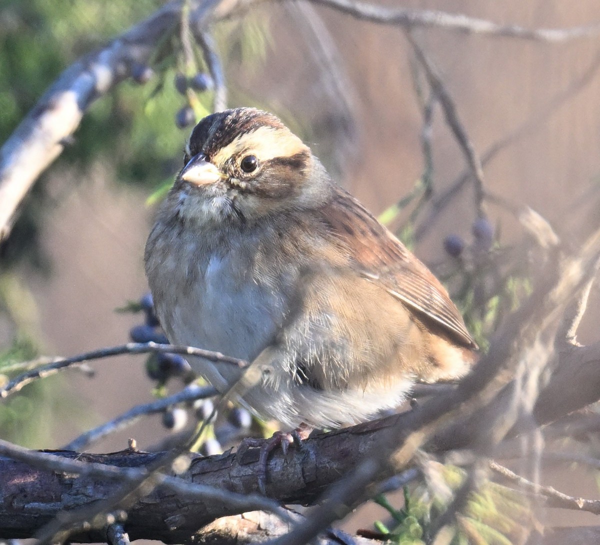 Swamp Sparrow - ML643183348