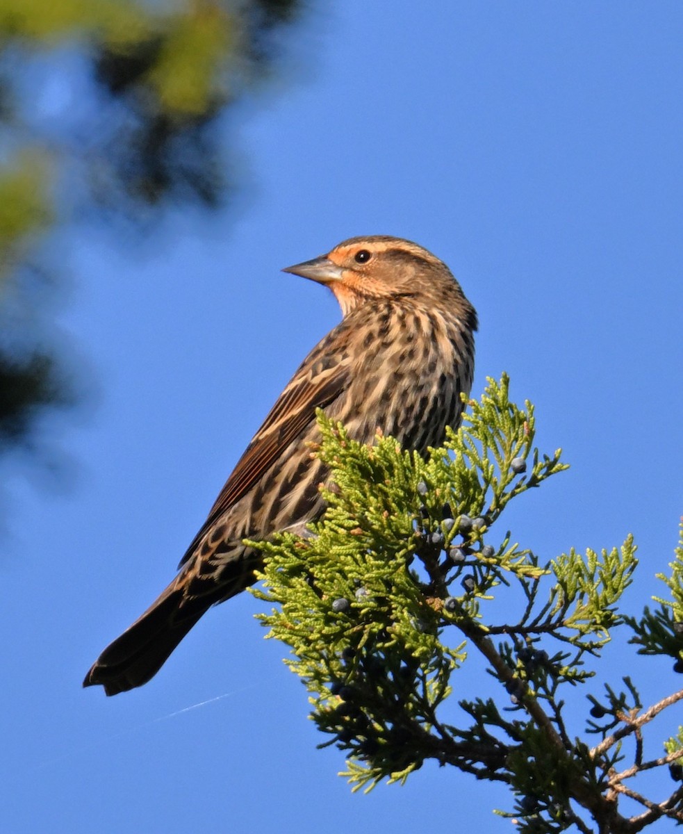 Red-winged Blackbird - ML643183355