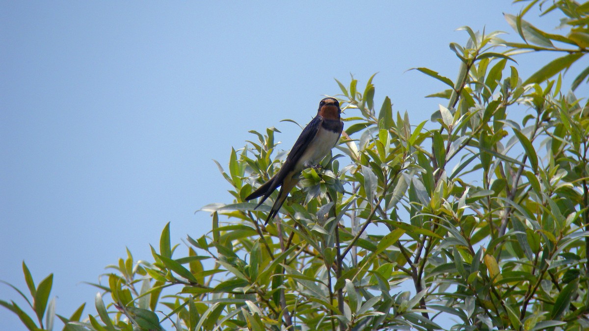 Hirondelle rustique - ML643183362