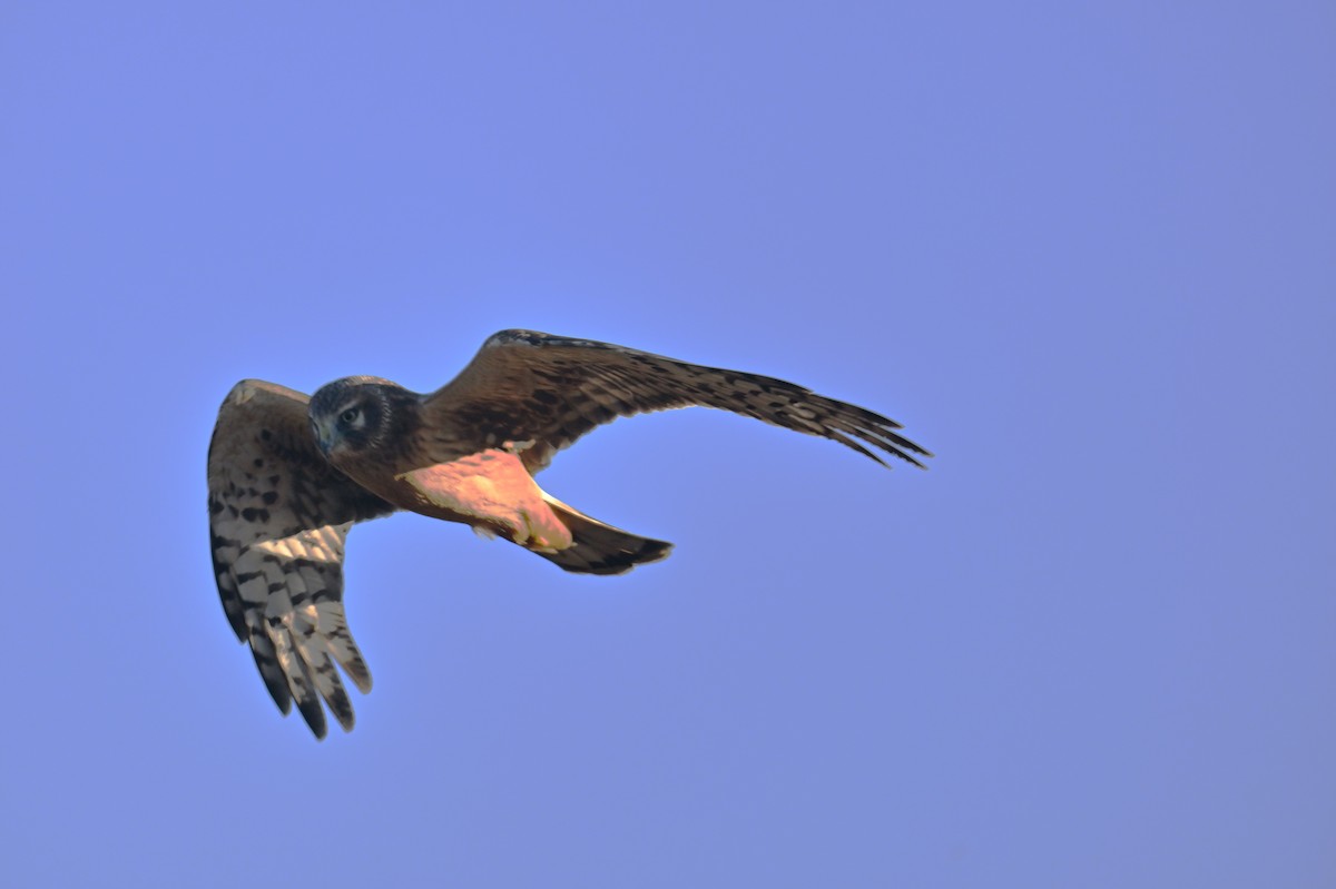 Northern Harrier - ML643183363