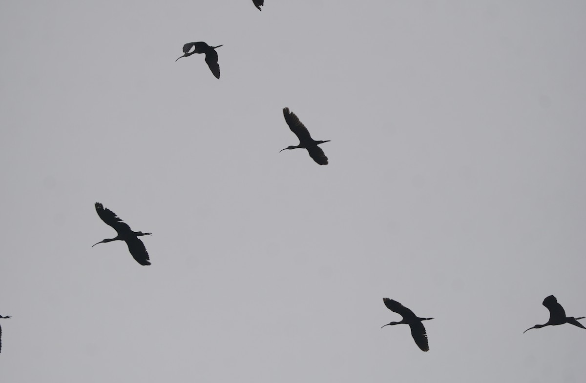 Glossy Ibis - ML643183370