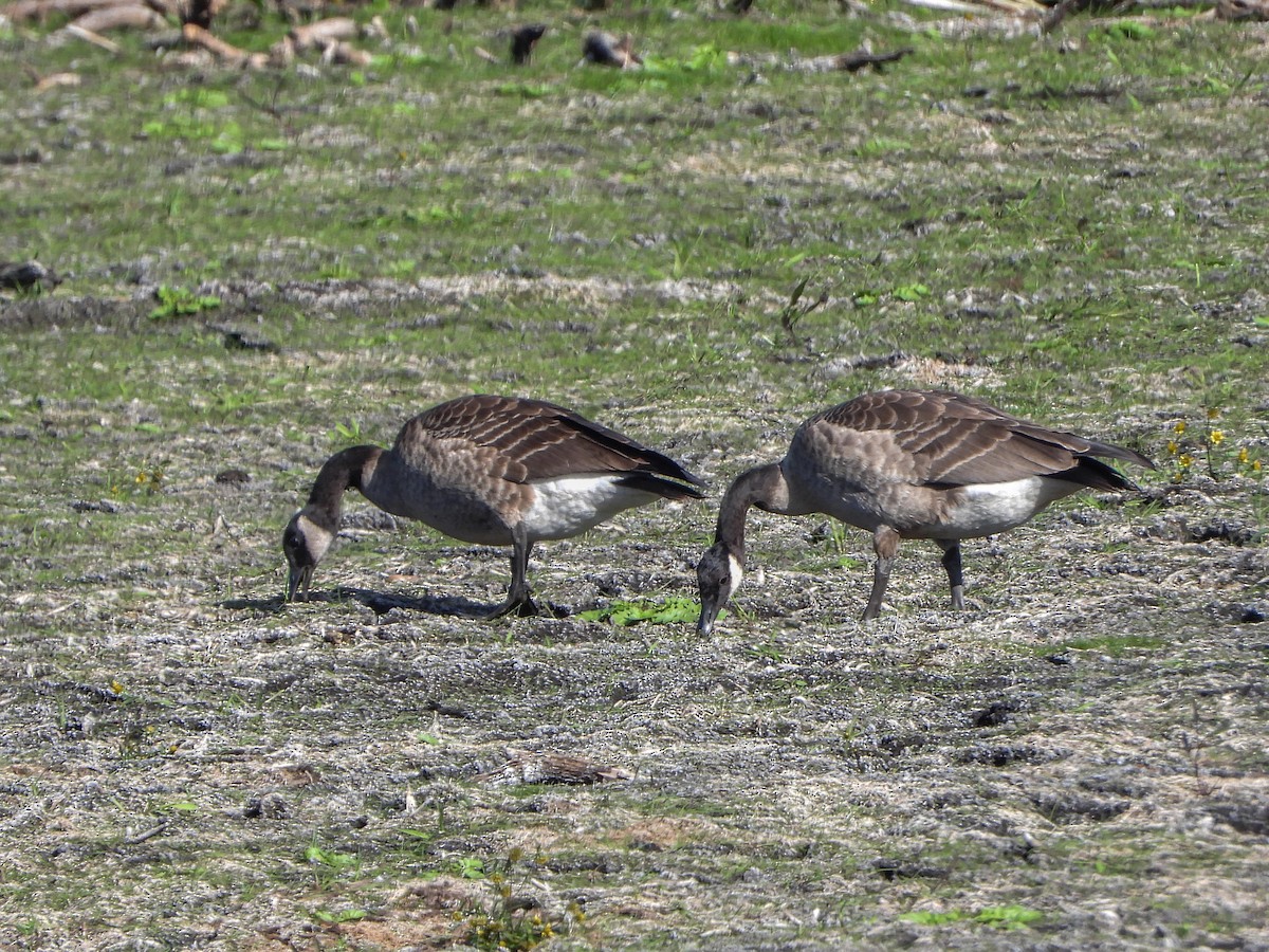 Canada Goose - ML643183389
