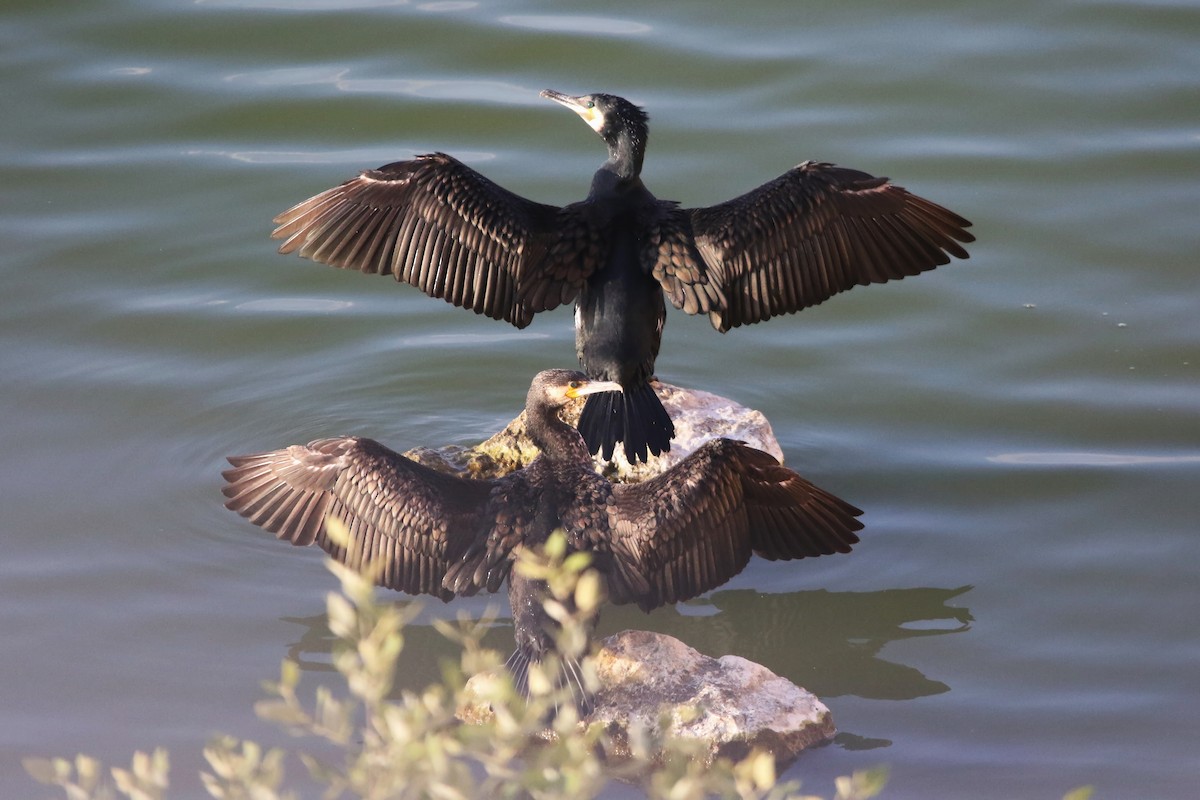 Great Cormorant - ML643183415