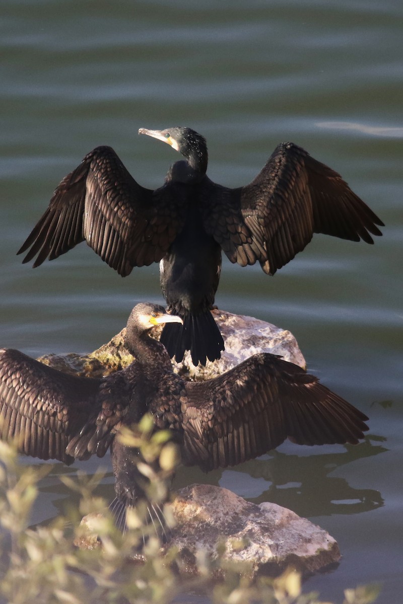 Great Cormorant - ML643183416