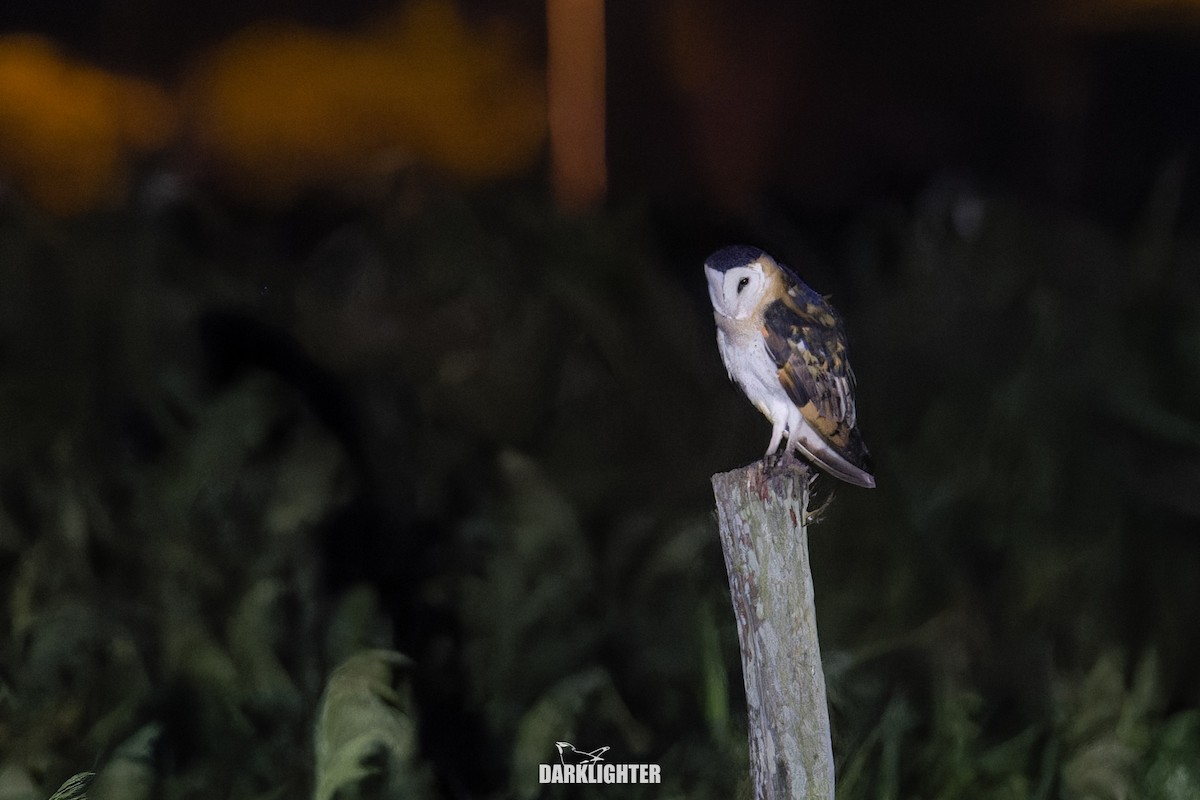 Lechuza Patilarga - ML643183418