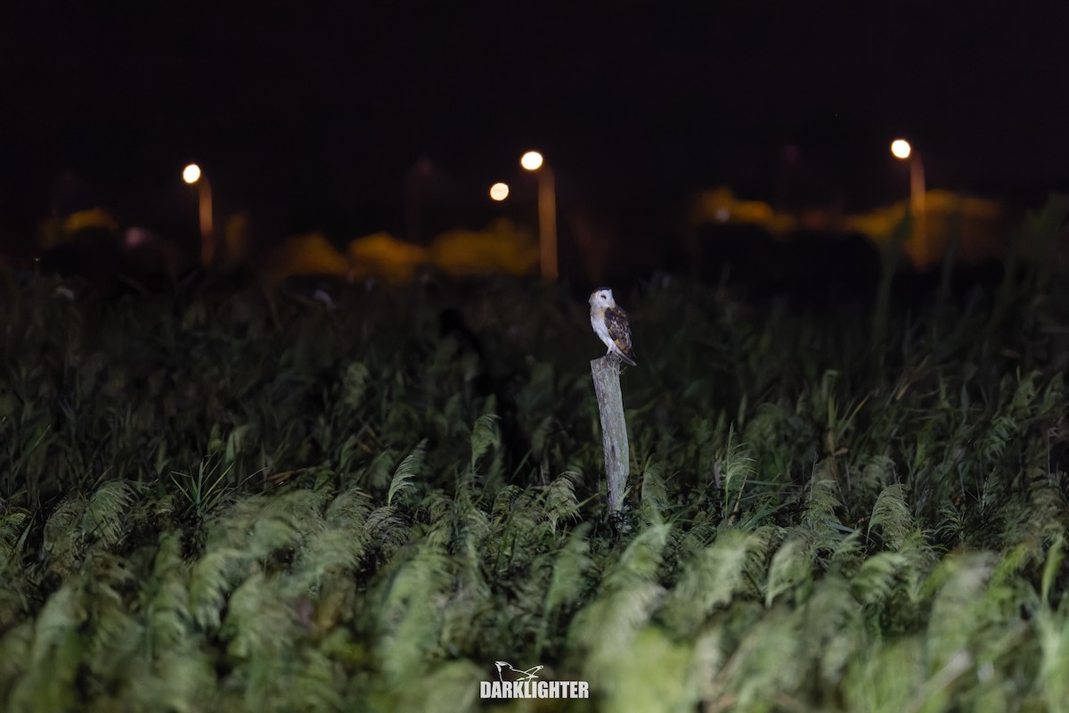 Lechuza Patilarga - ML643183419