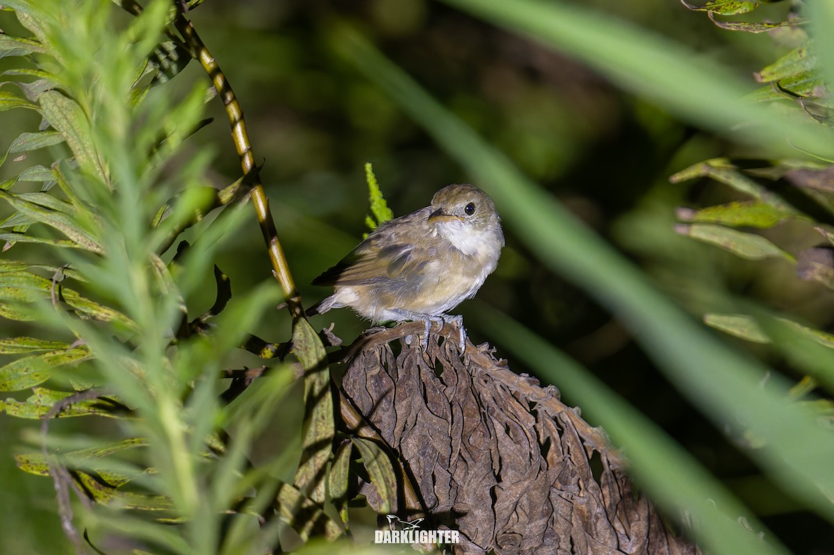 Thick-billed Warbler - ML643183433
