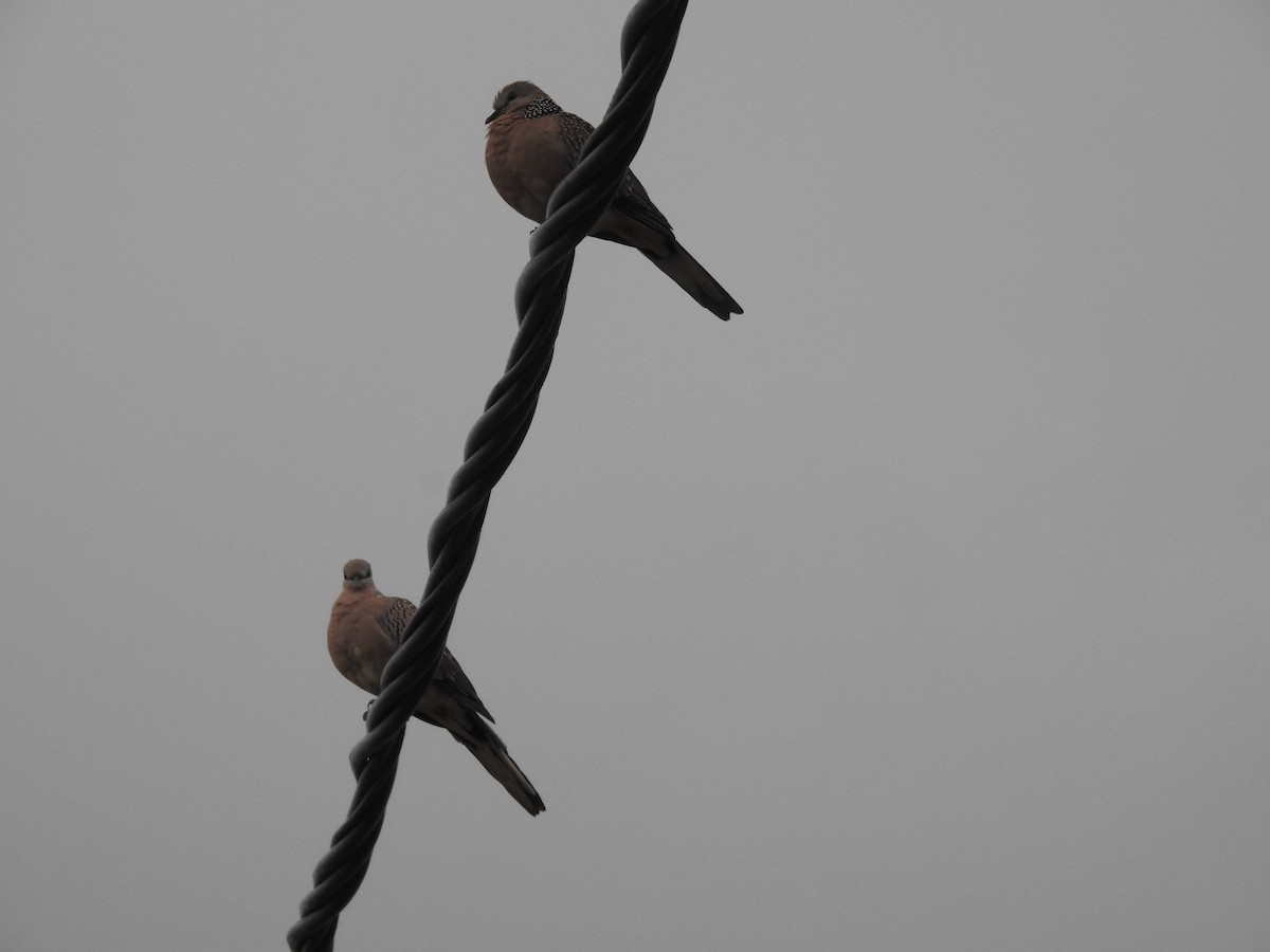 Spotted Dove - ML643183443