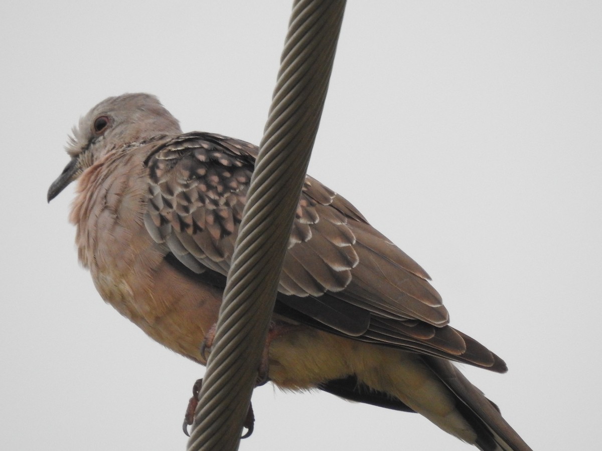 Spotted Dove - ML643183444