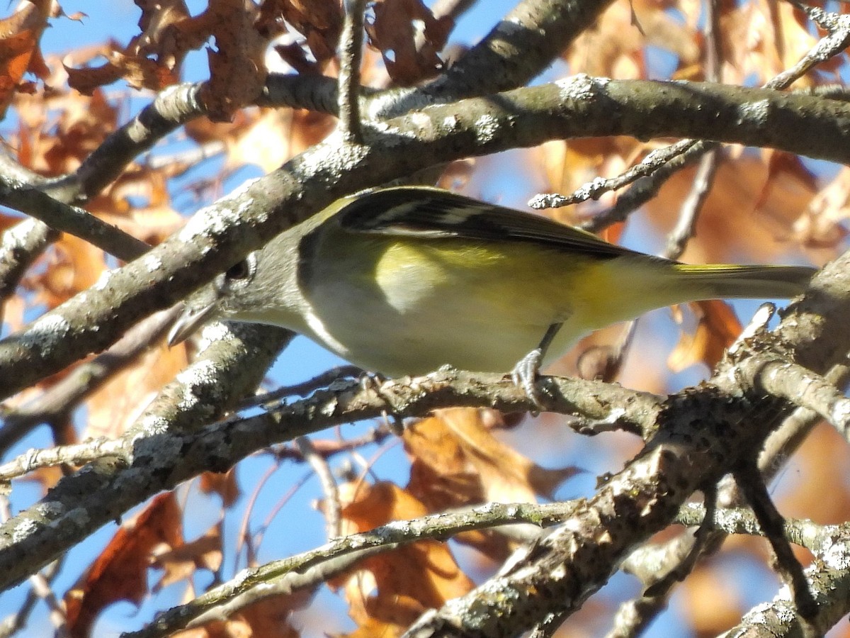Blue-headed Vireo - ML643183446