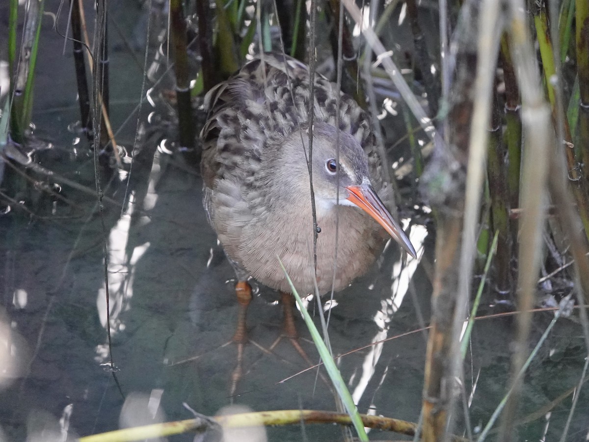 Ridgway's Rail - ML643183455